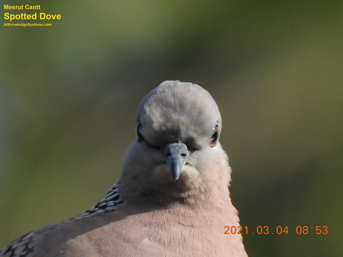 Dove Spotted (87) Coming Soon